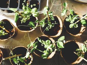 FOODIES - anou plante