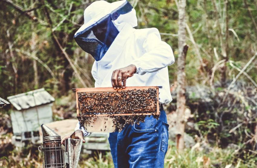 Michael Lafrance, apiculteur 